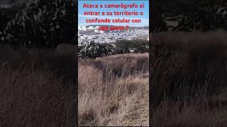 Ave rapaz Águila ataca a PAPARAZZI al ser grabada !!   Lo confunde como presa o invadió territorio ?