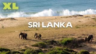 Sri Lanka: Das schönste Naturparadies unserer Erde? | XL Naturdoku