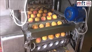 PEACH PROCESSING LINE by MFT