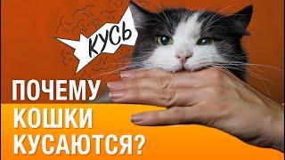 Почему кот/кошка кусается или нападает на руки и ноги?