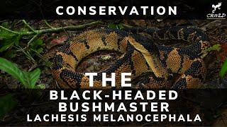 *HOW TO SAVE THE RAREST VIPER OF THE NEOTROPICS: THE BLACK HEADED BUSHMASTER Lachesis melanocephala