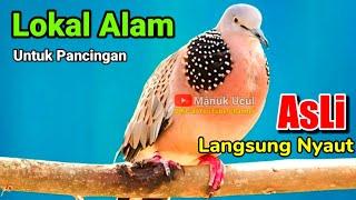 TEKUKUR GACOR suara merdu || PANCINGAN BUNYI (COCOK UNTUK SEMUA JENIS BURUNG TEKUKUR)