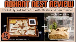 Best Ants UK RoxAnt Nest Review