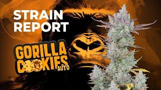 Gorilla Cookies Auto | Strain Review | Fast Buds | Hybrid