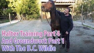 Halter Training Part 4 And Groundwork Part 1 With The BC Wildie