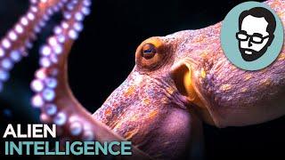 Cephalopods: Aliens From Earth | Random Thursday