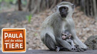 In der Affenschule | Reportage für Kinder | Paula und die wilden Tiere