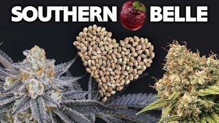 Making a New Strain - How to Breed Cannabis - Southern Belle -  Pollen to Seed Grow Journal