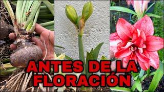 Que Hacer ANTES De La FLORACION De AMARILIS o AZUCENAS (Hippeastrum Amaryllis)