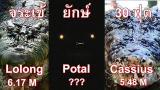 โลลอง (Lolong) จระเข้ยักษ์ที่ใหญ่ที่สุดในโลกอาจไม่ใช่ฆาตรกรกินคน แต่เป็นจระเข้ตัวอื่นที่ใหญ่กว่า ??