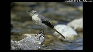 Vogelbestimmung: Gebirgsstelze (Motacilla cinerea)