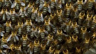 Why Do These Bees Buzz in Sync? | BBC Earth