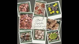 Unleash the Beauty of Rare Lithops Seeds - Vivian Lithops Garden  #lithops