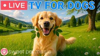 24 Hours of Dog TVCalming Music for Dogs to SleepRelaxing Music to Ease Dog Anxiety and Stress
