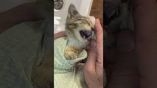 Kitten with Eye Infection Gets Much Needed Care