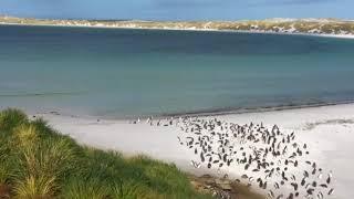 Фолклендські острови. Пінгвіни. Частина 23. Falkland islands. Penguins. Part 23.