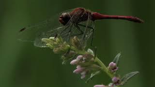 Ruddy Darter with aphids on flowers 