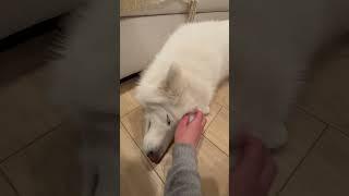 Dog head scratch  Bear #rescuedog #samoyed #husky #Bear #MomoBear