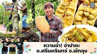 หวานฉ่ำ! จำปาดะ อ.ศรีนครินทร์ จ.พัทลุง  | ตามอำเภอจาน | 5 พ.ย. 67 Full EP