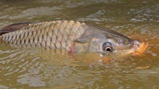 Best Underwater Fishing | Boy Catching Carp Fish From Underwater