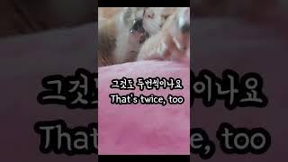 고양이에게 키스하면 벌어지는 일(What happens when you kiss a cat)