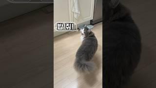 고양이는 배고플 때 이 소리를 냅니다