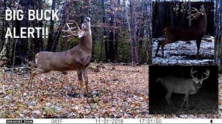 BIG 14pt. Whitetail Deer Buck: Trail Cam Videos (5 Clips!)