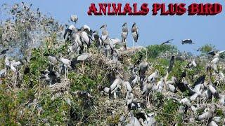 EP10.OMG AMAZING PLACE /AMAZING BIRD /FLOODED FOREST/RAINFOREST/RELAXING VIDEO/