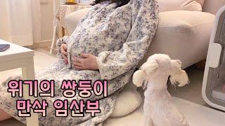 쌍둥이 만삭 임산부를 본 강아지의 이상행동