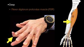 Forearm flexor muscles