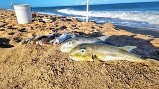 COMO PEGAR muitos PEIXES NA PESCA DE PRAIA, revelei o SEGREDO, TÉCNICAS que nunca FALHAM!!!