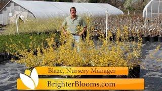 Lynwood Gold Forsythia at Brighter Blooms Nursery