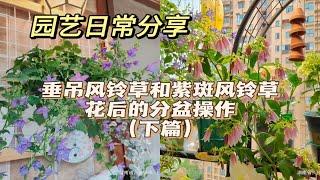 园艺日常养护的分享，垂吊风铃草和紫斑风铃草花后的分盆操作（下篇）