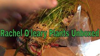 Rachel O’Leary Plant Unboxing!