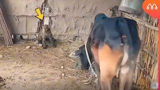 LEOPARD ATTACKS COW AND GETS IN BAD WAY