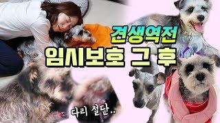 [견생역전이야기] 다리한쪽 없이 구조되어 평생가족을 만나기까지 (긴급임시보호)