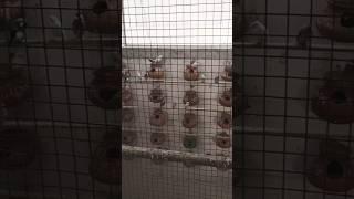 java bird colony #viral