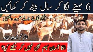 How To Start Bakra Farm In Pakistan | Bakra Farming Business Ideas Tips In Pakistan | Open Farming