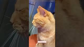 The funniest pet video of the year！#cat #dog #pets #funny #ViralMusic #trending
