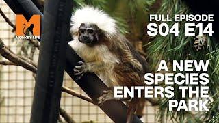 A Rare Species Is Found | Season 4 Episode 14 | Full Episode | Monkey Life