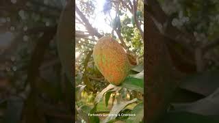 mango Fruit Garden Farhana's gardening channel #fruitgarden #gardeningvideos #nature #fruittrees