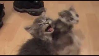 Cats and kittens meowing for 10 straight hours