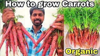 How to grow Carrots  at home || घर पर गाजर कैसे उगाए