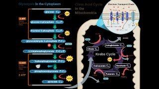 Cellular Respiration Electron Transport Chain