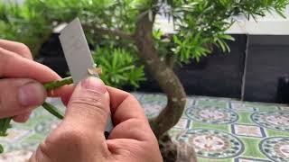 Hướng dẫn cách ghép tùng kim cương cho mấy bạn mới tập chơi bonsai