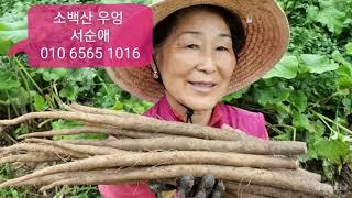 [마실장터:판매중] 소백산 우엉, 생산자: 서순애,  연락처: 010 6565 1016