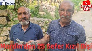 Mardinde Mehmet Boyacıoğlu (Mirid) ait eke kızıl dişi muhteşem oyunuyla 25 sefer yapan 05377100750