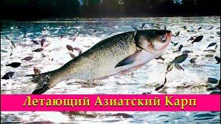 Летающий Азиатский Карп  #wildlife #video #animals