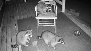 The Fuzzy 4 Raccoon Family | Nocturnal Nuggets Sept 19 