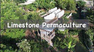 Succession Vegetable Planting - Winter to Summer